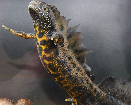 Nabu Rettet Kleine Wasserdrachen Nabu Gütersloh - 