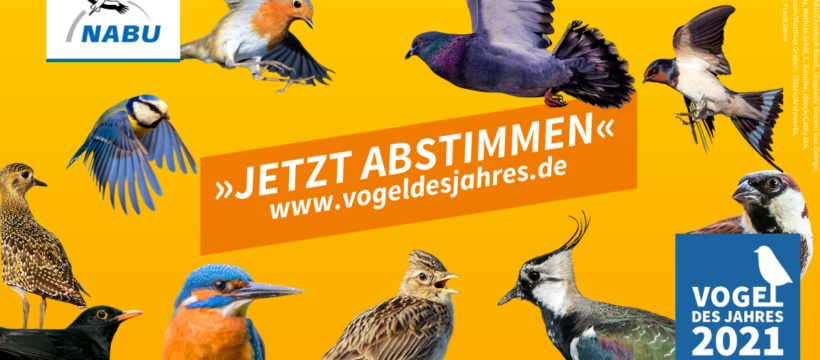Vogel des Jahres 2021