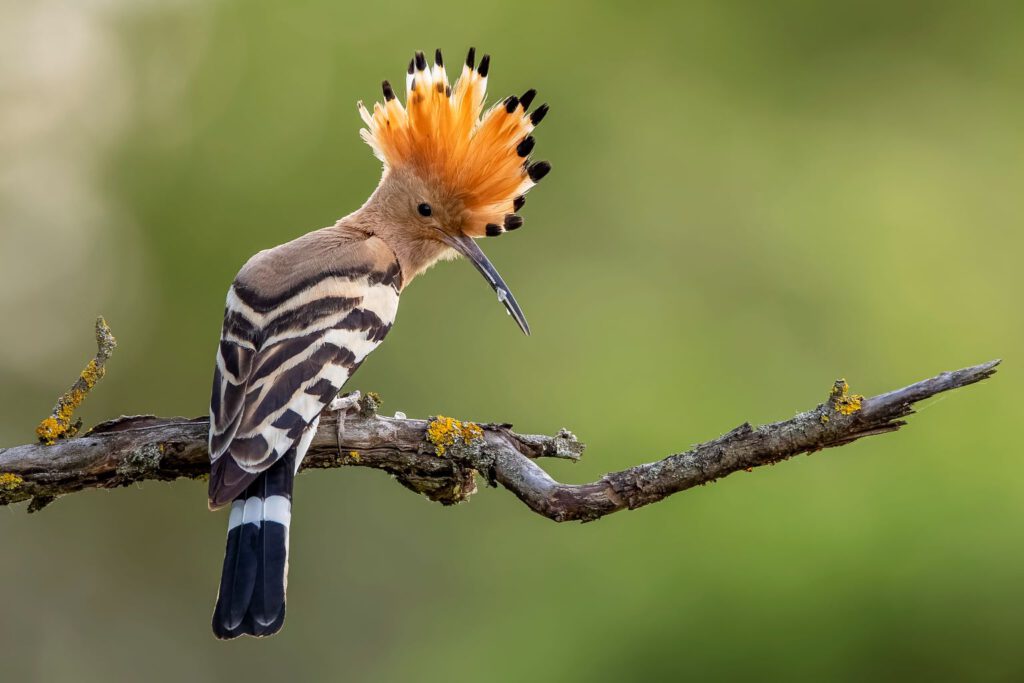 Der Wiedehopf ist der Vogel des Jahres 2022. Foto: Nabu, Paul Glaeser