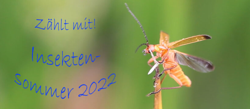 Insektensommer-2022-Rotgelber-Weichkäfer-Foto Dorothea-Bellmer