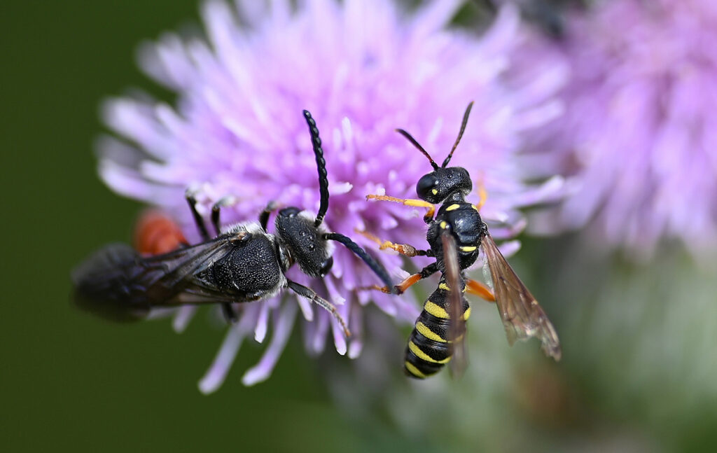 Wildbiene/Blutbiene mit Grabwespe. Foto: Peter Brixius